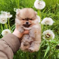 Cucciolo STUPENDO volpino pomerania TOY 2 mesi