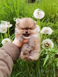 Cucciolo STUPENDO volpino pomerania TOY 2 mesi