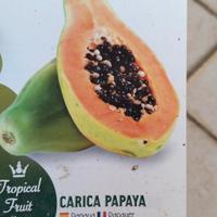 Disponibili  Piante PAPAYA  