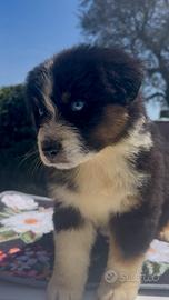 Cuccioli Australian Shepherd