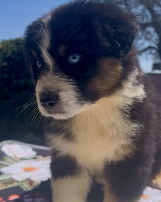 Cuccioli Australian Shepherd