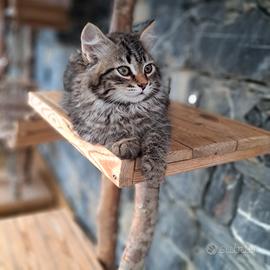 cucciolo gatto siberiano pedigree 
