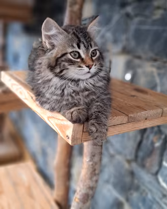 cucciolo gatto siberiano pedigree 
