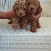 Barboncini Toy e Mini Toy