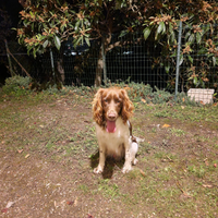 Springer Spaniel da tartufi per monte