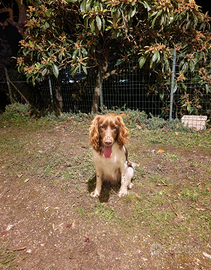 Springer Spaniel da tartufi per monte