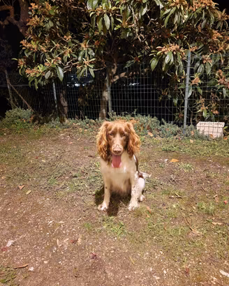 Springer Spaniel da tartufi per monte