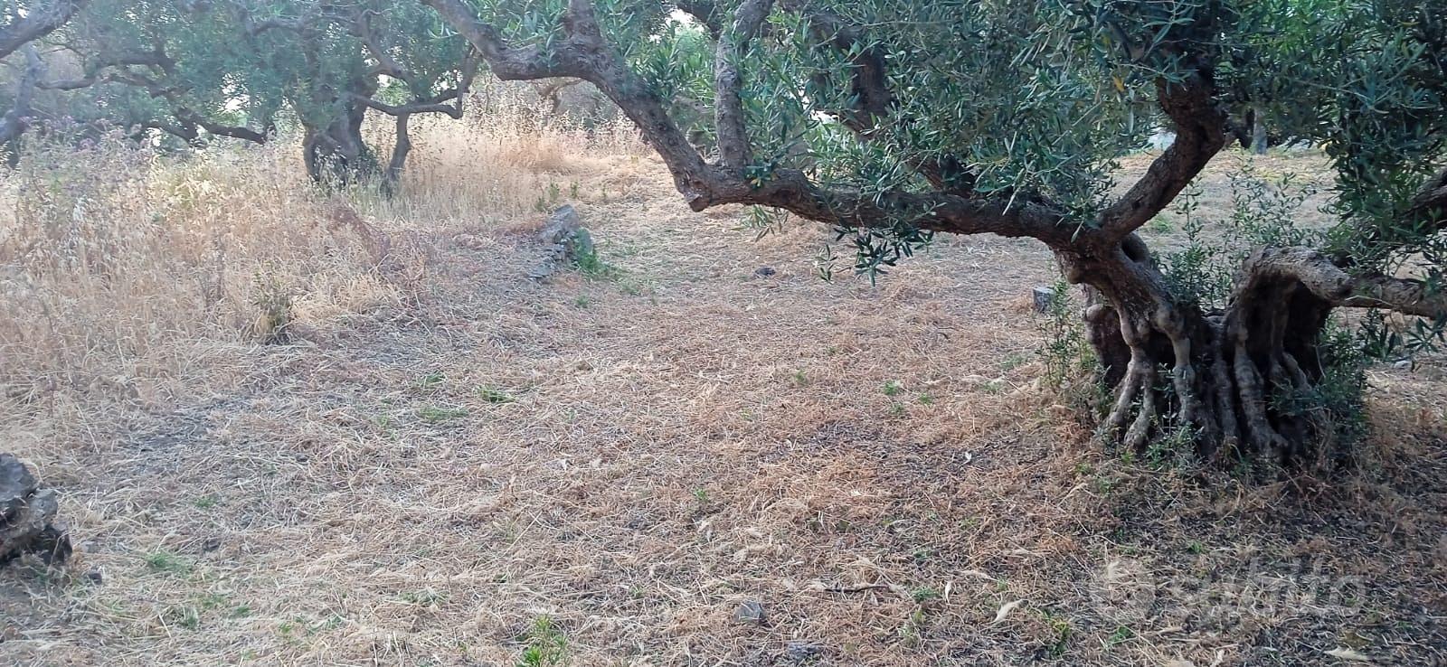 Terreni Agricoli Santo Stefano Briga, Messina - Altro