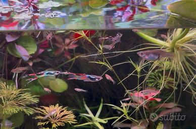 Endler acquario