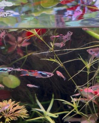 Endler acquario