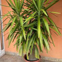 Tronchetto della felicità