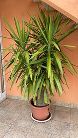 Tronchetto della felicità