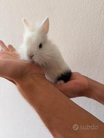Animal