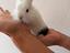 Immagine 1