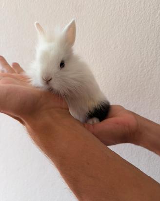 Animal