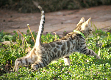 Cucciola di Bengala 2 mesi e mezzo