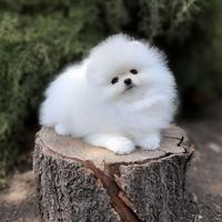 Volpino Pomerania