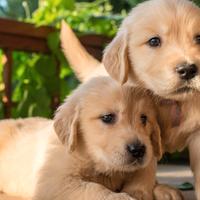 Cuccioli Golden Retriever Pura Razza