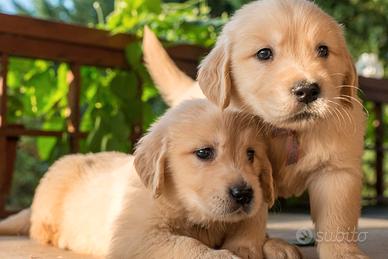 Cuccioli Golden Retriever Pura Razza