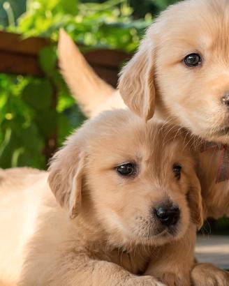 Cuccioli Golden Retriever Pura Razza