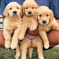 Cuccioli di Golden Retriever Linea Americana