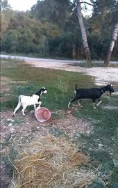 Capra e carpetta
