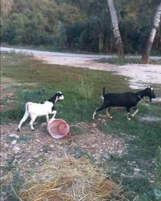 Capra e carpetta