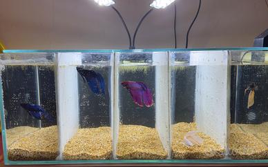 Betta Splendens / Pesce combattente
