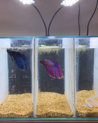 Betta Splendens / Pesce combattente
