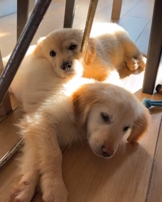 Cucciolo golden retriever pedigree enci
