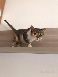 Gattina
