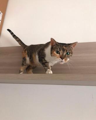 Gattina