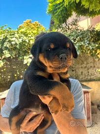 Rottweiler cuccioli femmine