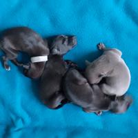Cuccioli di Piccolo Levriero Italiano