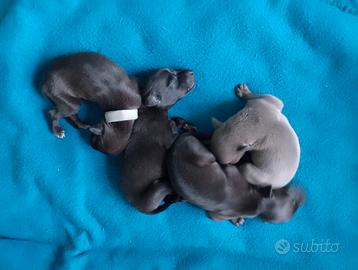 Cuccioli di Piccolo Levriero Italiano