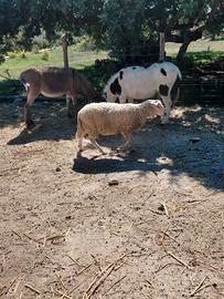 Agnello
