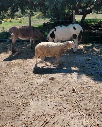 Agnello