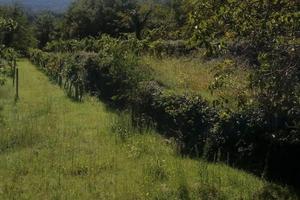 Vigneto e rustico