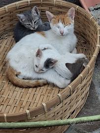 Mamma gatta vorrebbe una casa