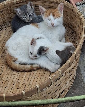 Mamma gatta vorrebbe una casa