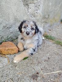 Cuccioli meticci