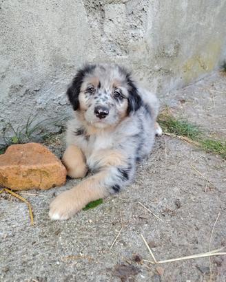 Cuccioli meticci