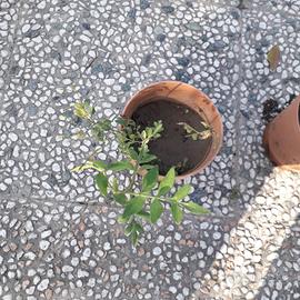 gelsomino originale profumato