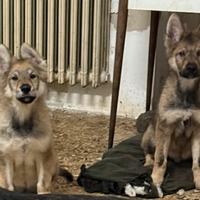Cuccioli di lupo cecoslovacco