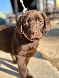 Femmina labrador retriever cioccolato con pedigree