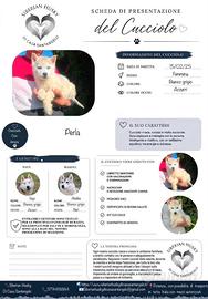 Siberian husky con pedigree ENCI
