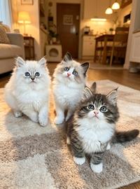 Cuccioli siberian e Neva masquerade