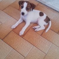 Cucciola Jack Russell