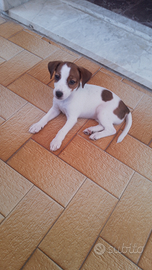 Cucciola Jack Russell