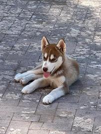 Cuccioli Siberian Husky